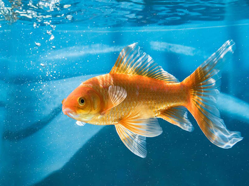 COD快速測定儀檢測原理