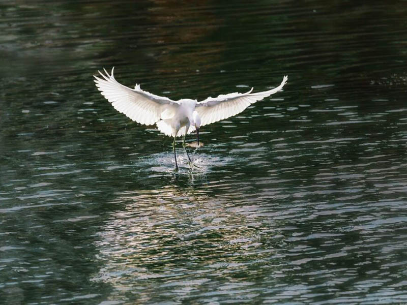 水產(chǎn)養(yǎng)殖中氨氮亞硝酸鹽如何降解