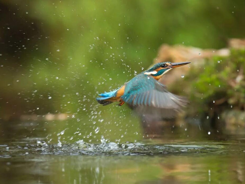 水質(zhì)嗅味物質(zhì)到底從哪里來(lái)的