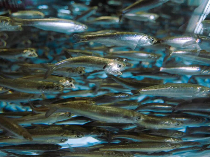 水產(chǎn)養(yǎng)殖檢測(cè)儀檢測(cè)項(xiàng)目有哪些