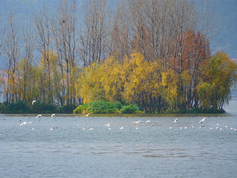 便攜式多普勒流量計工作原理