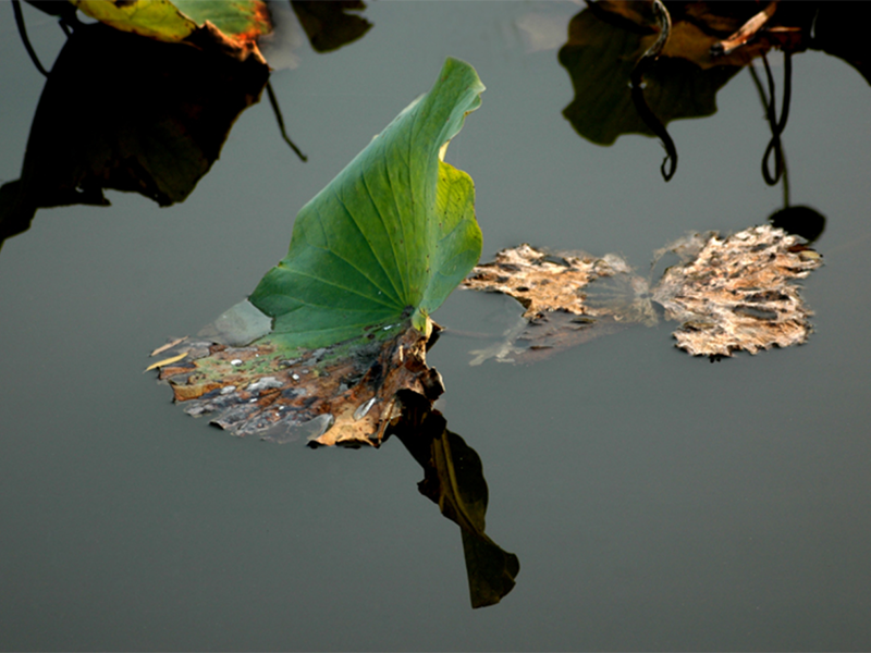 常德打造農(nóng)村黑臭水體治理的“全國(guó)樣板”