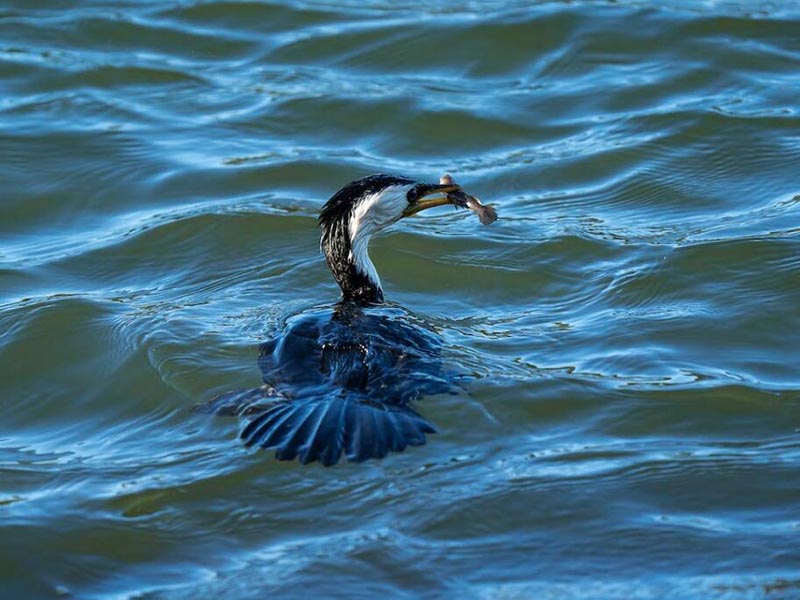 水質檢測中pH與堿度的關系